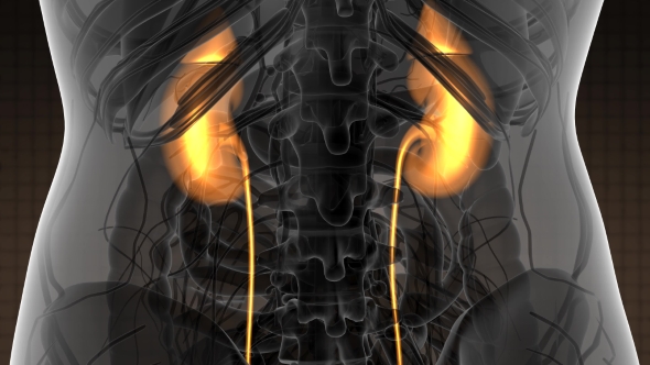 Anatomy Scan of Human Kidneys alt