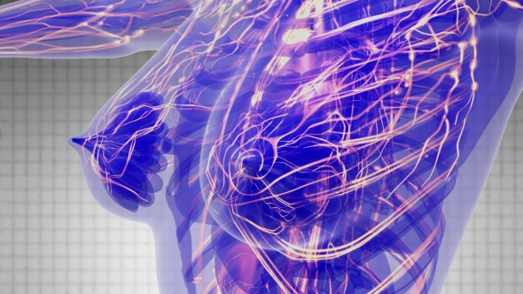 Human Body with Glow Blood Vessels alt