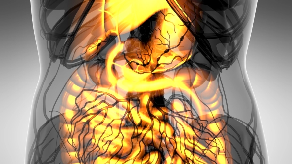 Human Body with Visible Digestive System alt