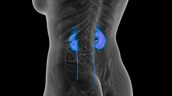 Anatomy Scan of Human Kidneys