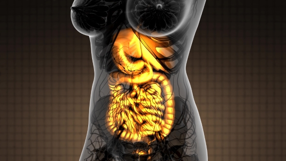 Human Body with Visible Digestive System alt