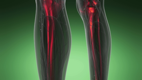 Human Body with Visible Skeletal Bones alt