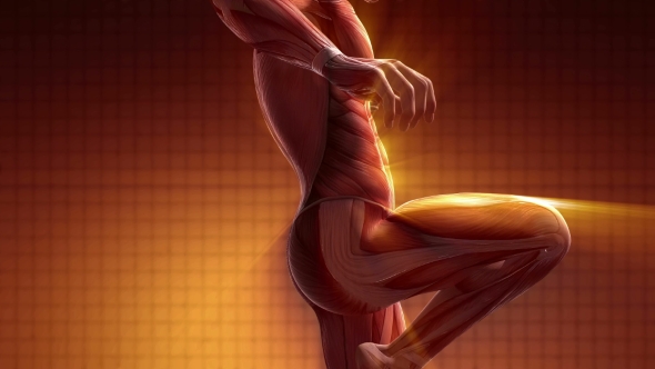 Human Muscle Anatomy alt