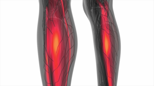 Human Muscle Anatomy alt