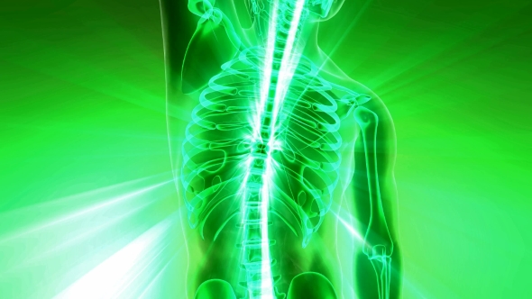 Human Body with Visible Skeletal Bones alt