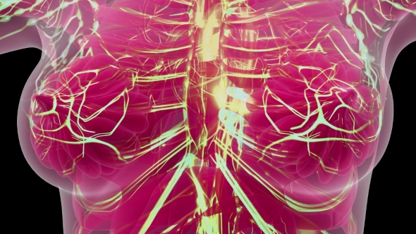 Human Body with Glow Blood Vessels alt