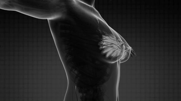 Human Body with Visible Glow Mammary Gland alt