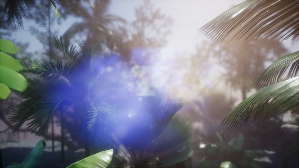 Sunset Beams Through Palm Trees alt