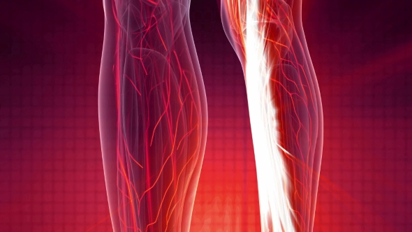 Human Body with Glow Blood Vessels alt