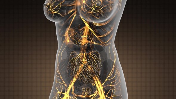 Human Body with Glow Blood Vessels alt