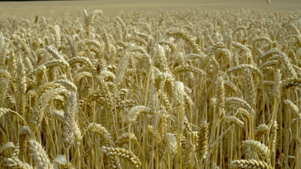 Golden Wheat