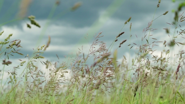 Wild Grass on Blooming Meadow 