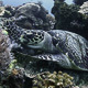 Hawksbill Sea Turtle Eating Corals - VideoHive Item for Sale
