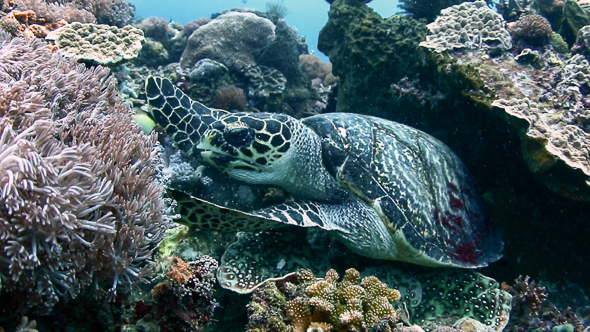 Hawksbill Sea Turtle Eating Corals