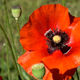 Red Poppy Flowers on a Sunny Day - VideoHive Item for Sale