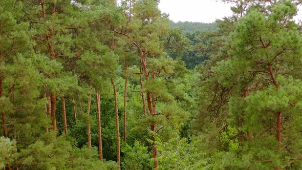 Forest in summer. Beautiful green pine trees on the fresh green landscape of woodland background. 