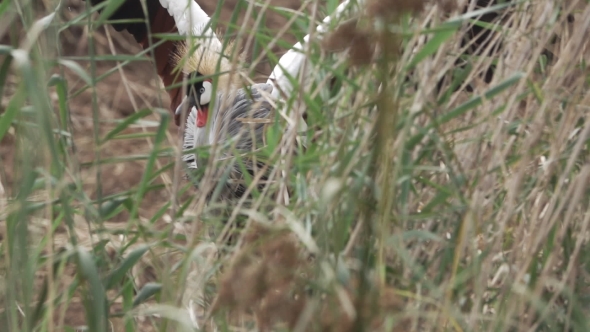 Grey Crowned Crane (Balearica Regulorum) Behind Bush in