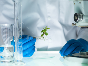 ove holding a small leafy plant with tweezers next to a microscope and laboratory glassware