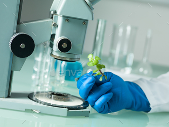 glove holding a small leafy plant with tweezers next to a microscope with laboratory glassware in the background