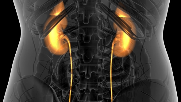 Anatomy Scan of Human Kidneys alt