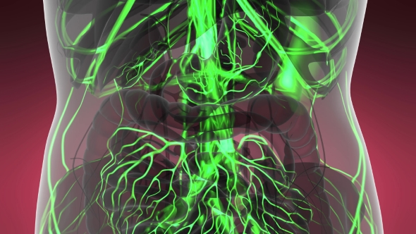 Human Body with Glow Blood Vessels alt