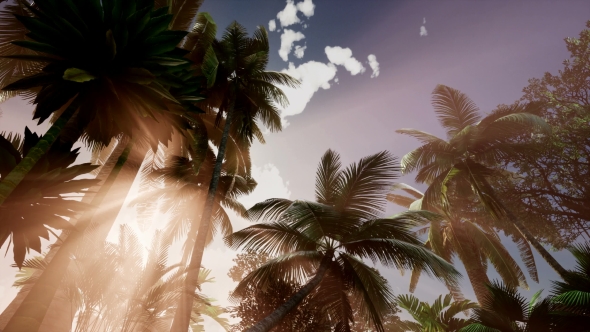 Sunset Beams Through Palm Trees alt