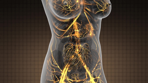 Human Body with Glow Blood Vessels alt