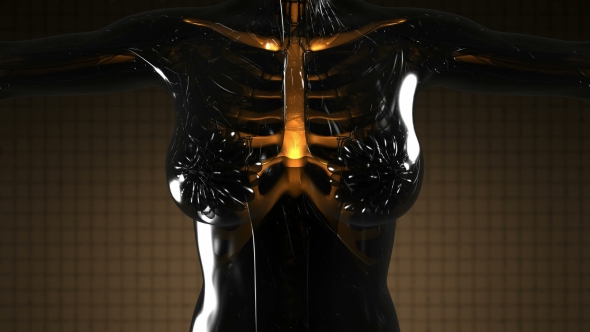 Human Body with Visible Skeletal Bones alt