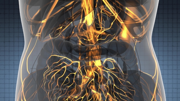 Human Body with Glow Blood Vessels alt