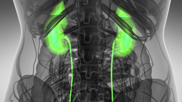 Anatomy Scan of Human Kidneys