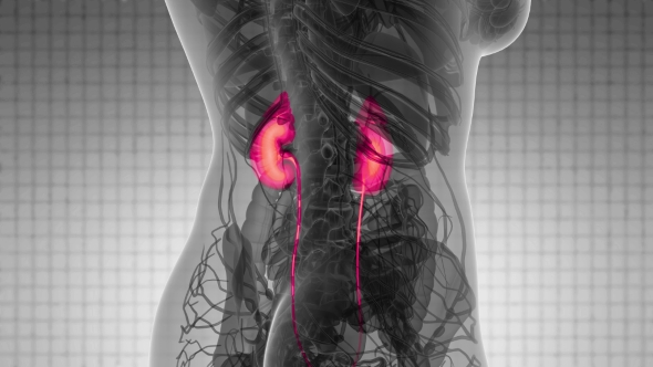 Anatomy Scan of Human Kidneys