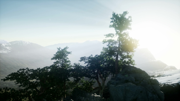 Sun Beams Through Trees alt