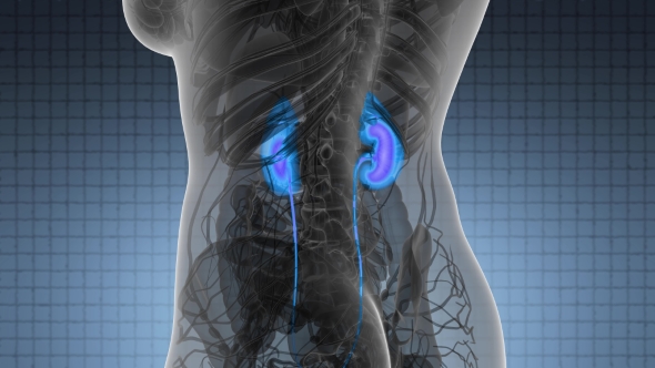 Anatomy Scan of Human Kidneys alt