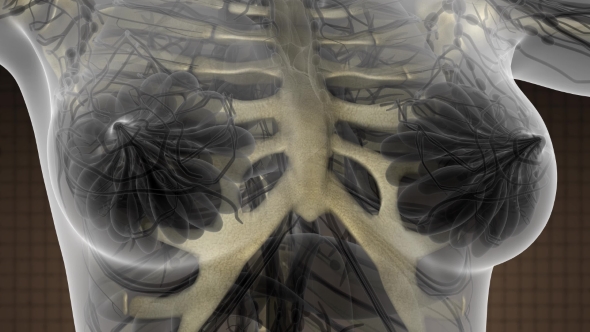 Human Body with Visible Skeletal Bones alt