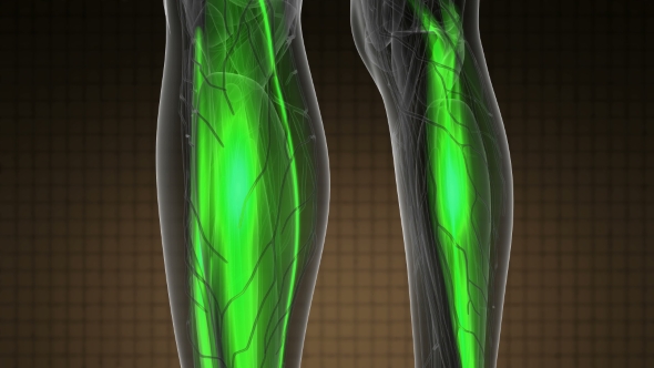 Human Muscle Anatomy alt