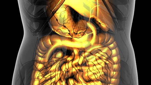 Human Body with Visible Digestive System alt