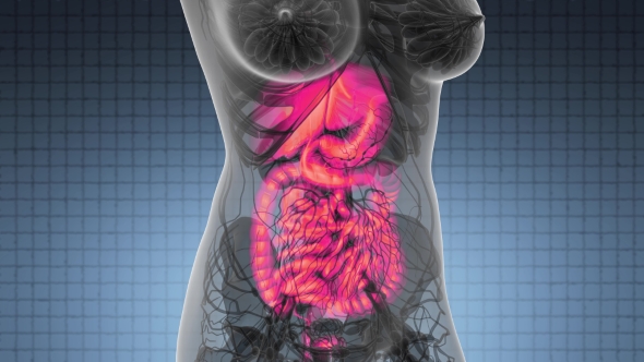 Human Body with Visible Digestive System alt