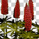 Garden Lupin Red Flowers - VideoHive Item for Sale