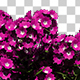Growing Verbena Flowers - VideoHive Item for Sale