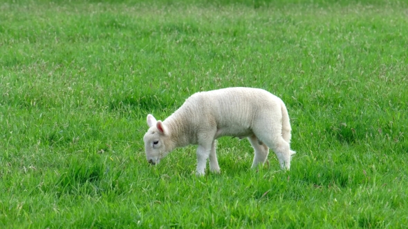 Cute Little Lamb Peeing