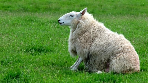 Funny Sheep Sitting on It's Back and Chewing