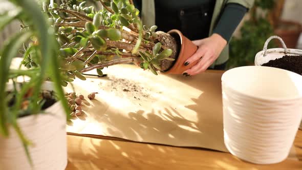 Gardener transplant plant Crassula into new pot at home