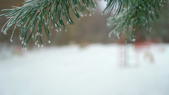 Christmas Tree Against Background Natural Snow Falling 
