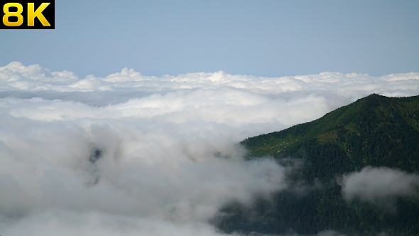 Clouds Over the Pine Forest