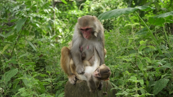 A Monkey Female with a Cub in the Jungle