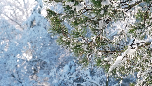 Arrival of Spring. Snow Melting