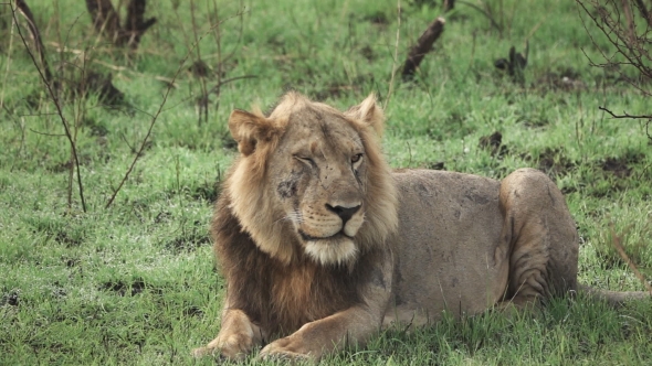 Lion Winking Eye