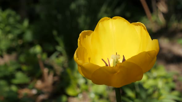 Didier tulip lily plant in the garden  4K 2160 30fps UltraHD footage - Close-up of  yellow Tulipa ge