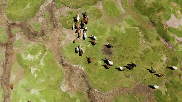 Aerial View of Lamas on the Altiplano Bolivia