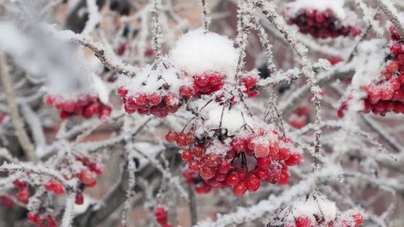 Bunch of Viburnum Berries Covered With Snow